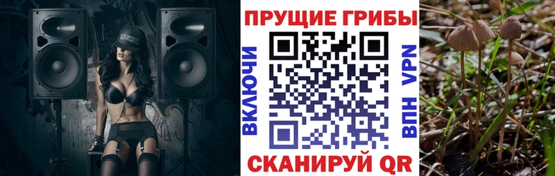 купить сайты Каменка Галлюциногенные грибы прущие грибы